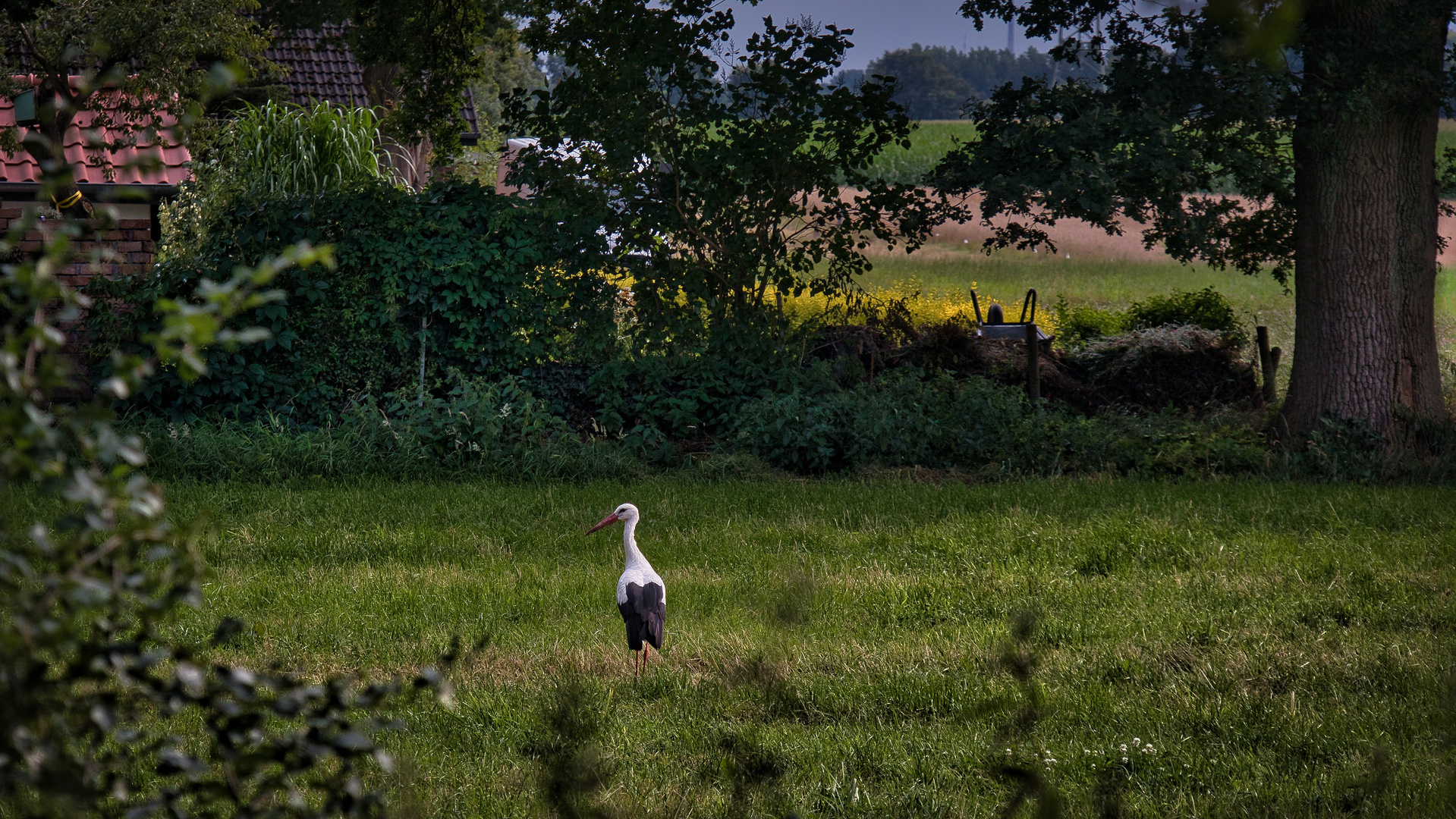 Storch im Feld