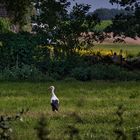 Storch im Feld