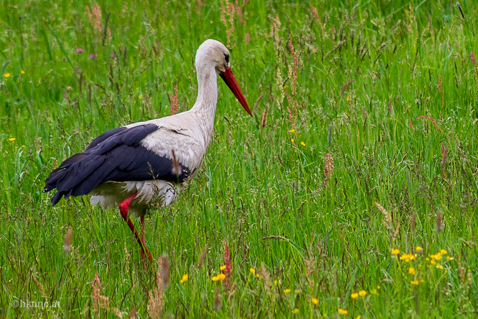 Storch im "Feldversuch"