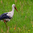 Storch im "Feldversuch"