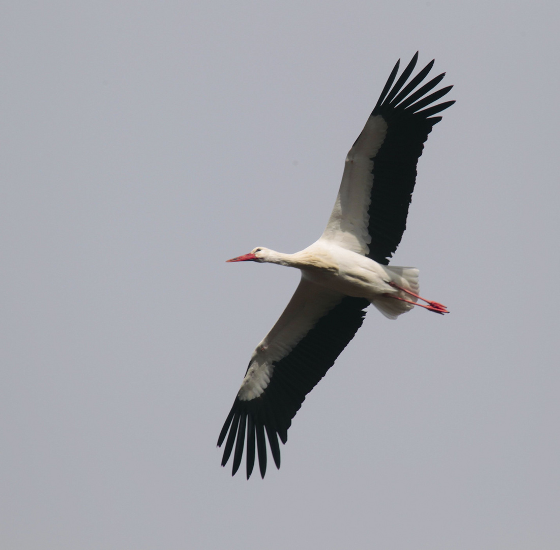 Storch im Flug