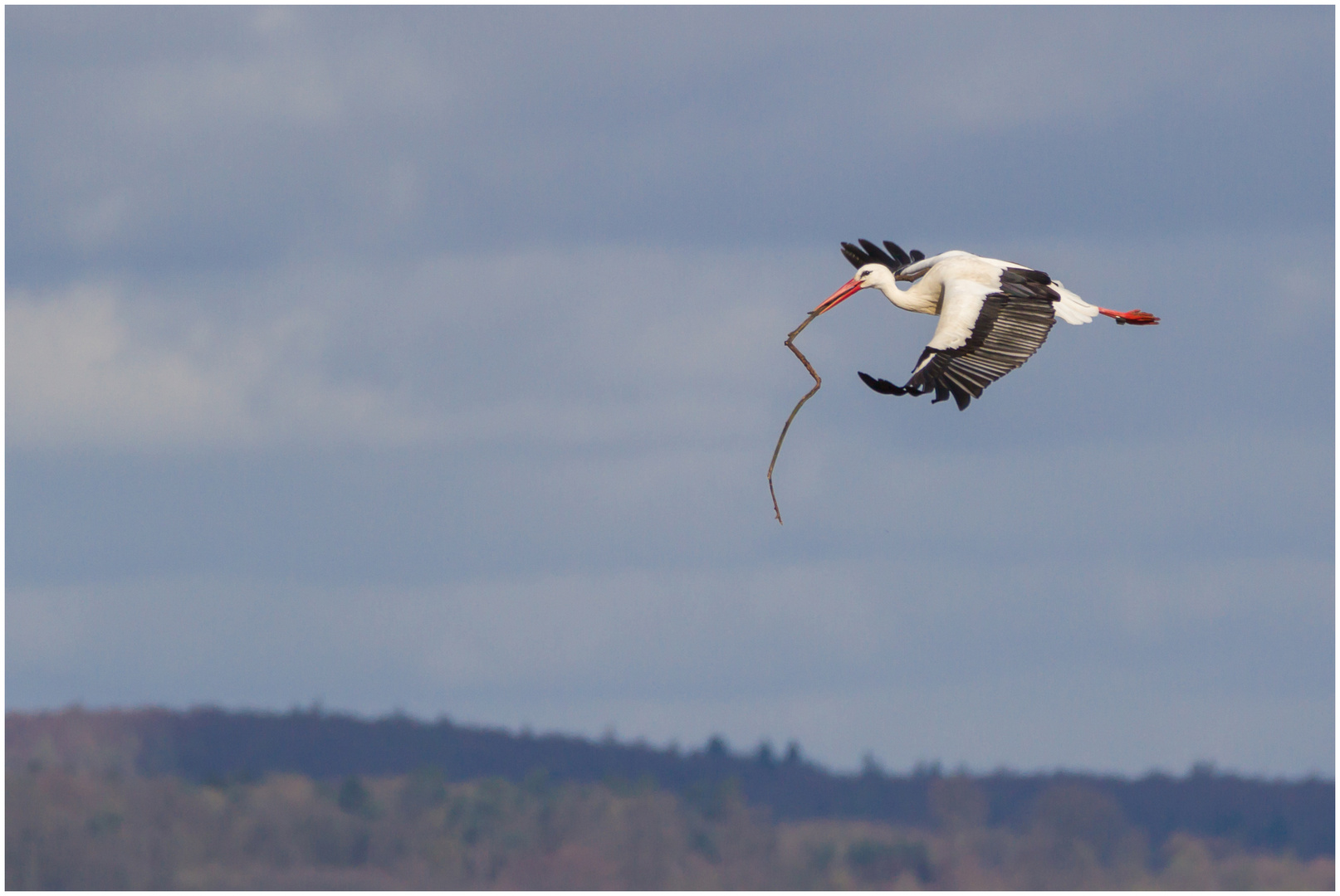 Storch im Flug