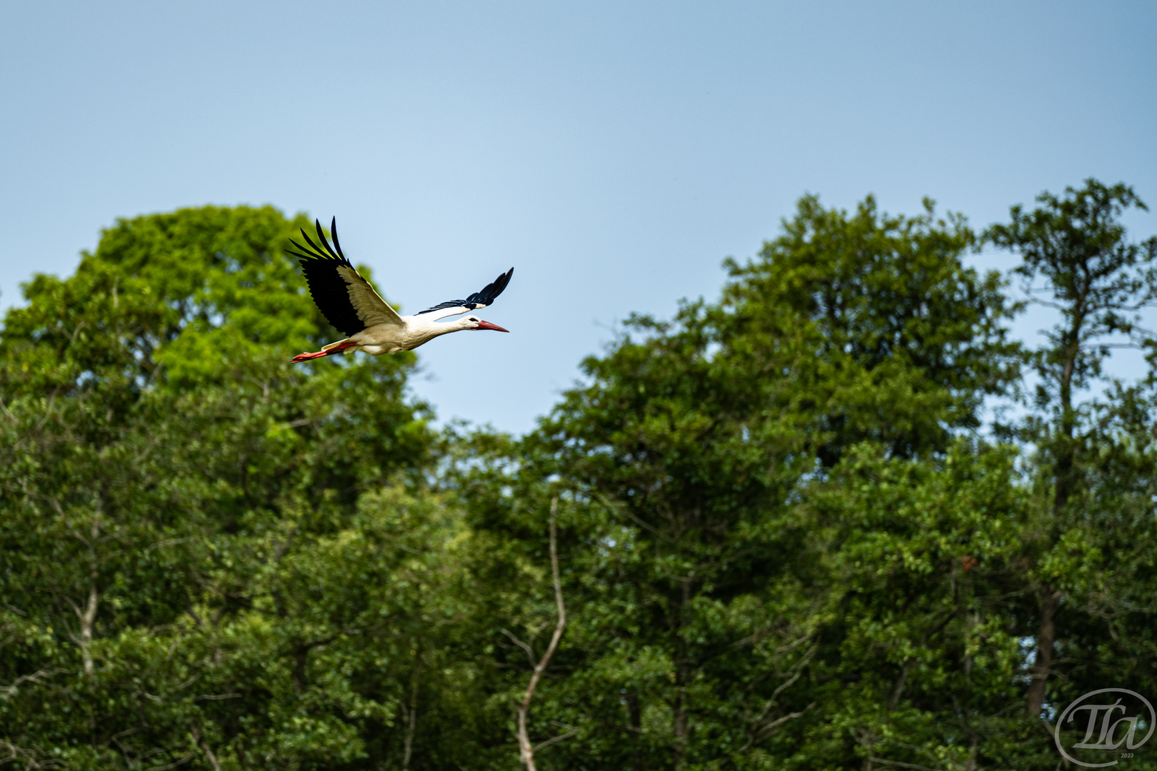 Storch im Flug