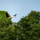 Storch im Flug