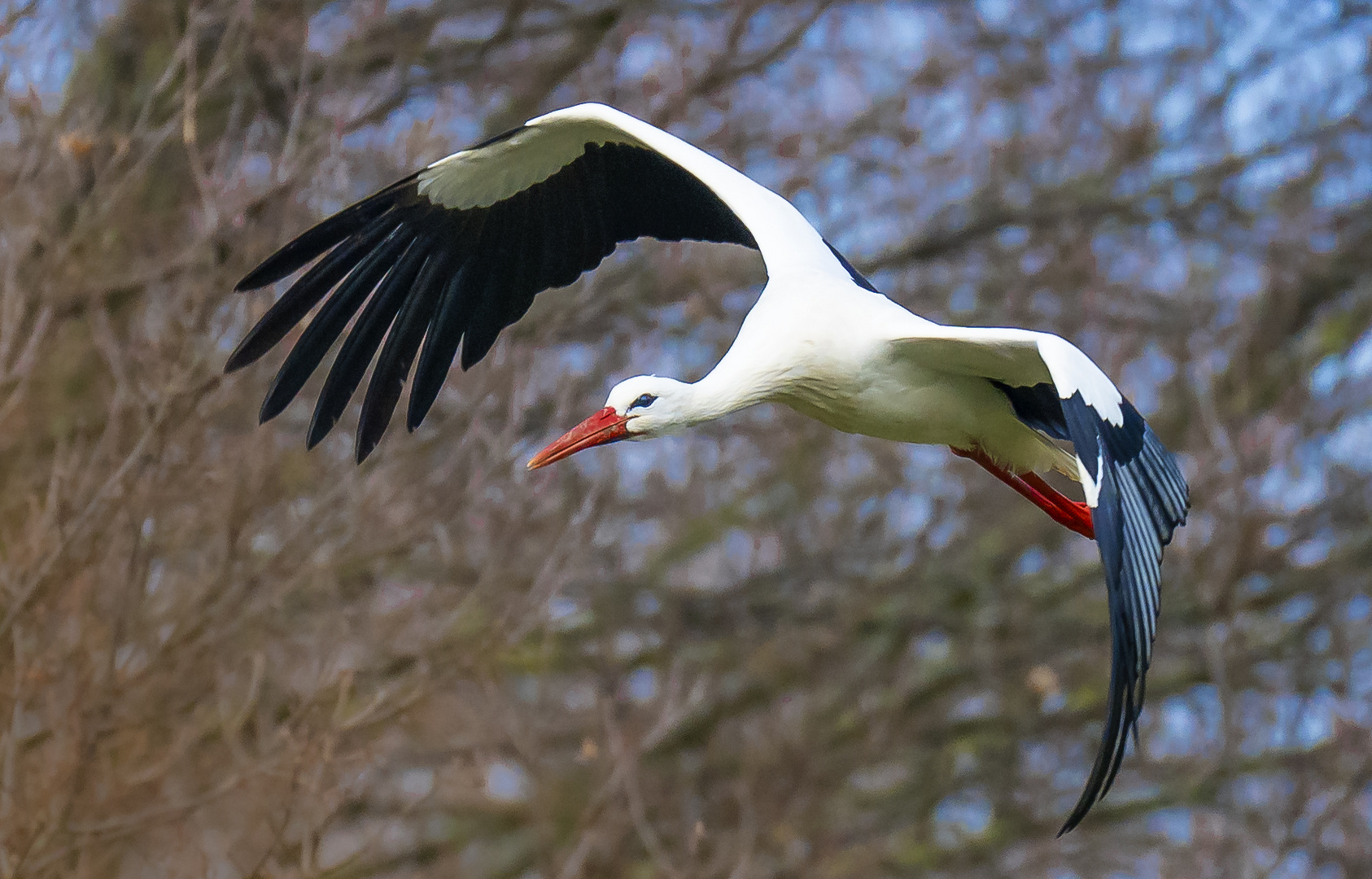 Storch im Flug