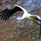 Storch im Flug