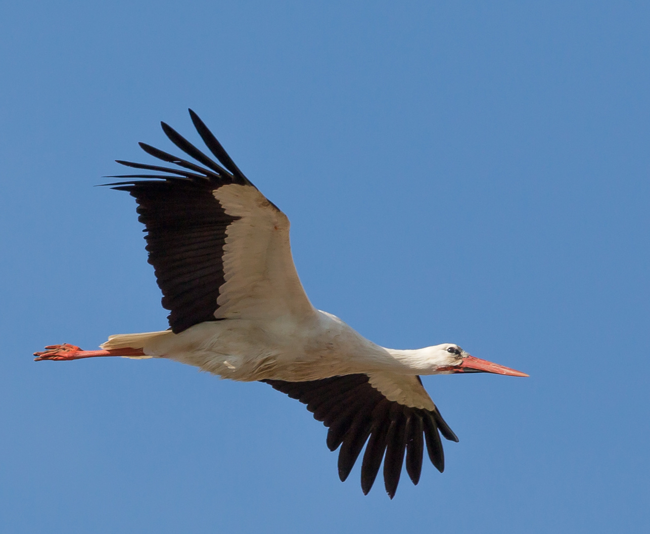 Storch im Flug