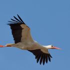 Storch im Flug