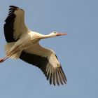 Storch im Flug