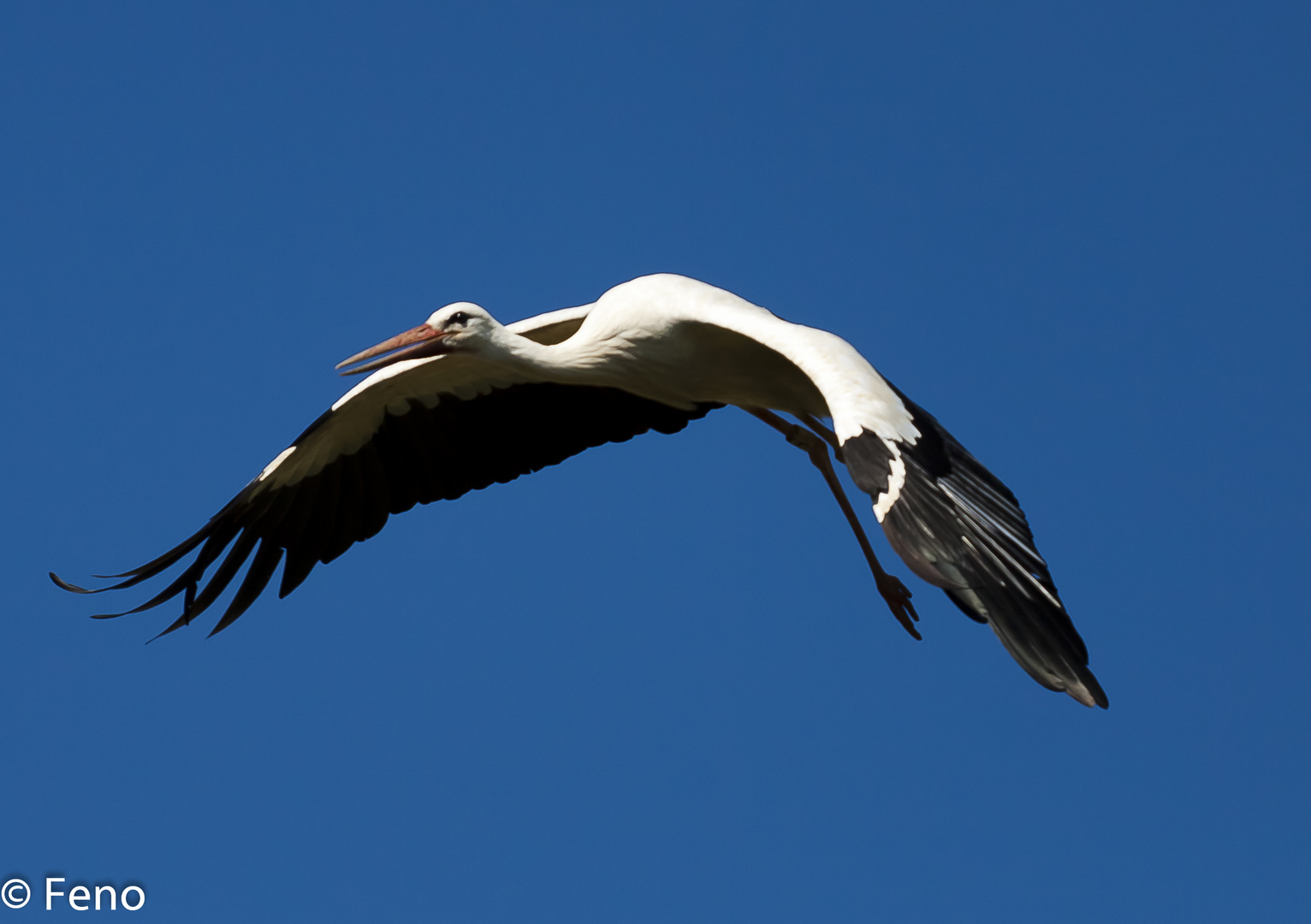 Storch im Flug