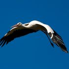 Storch im Flug