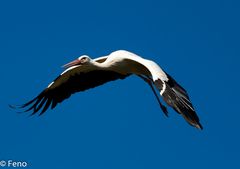 Storch im Flug