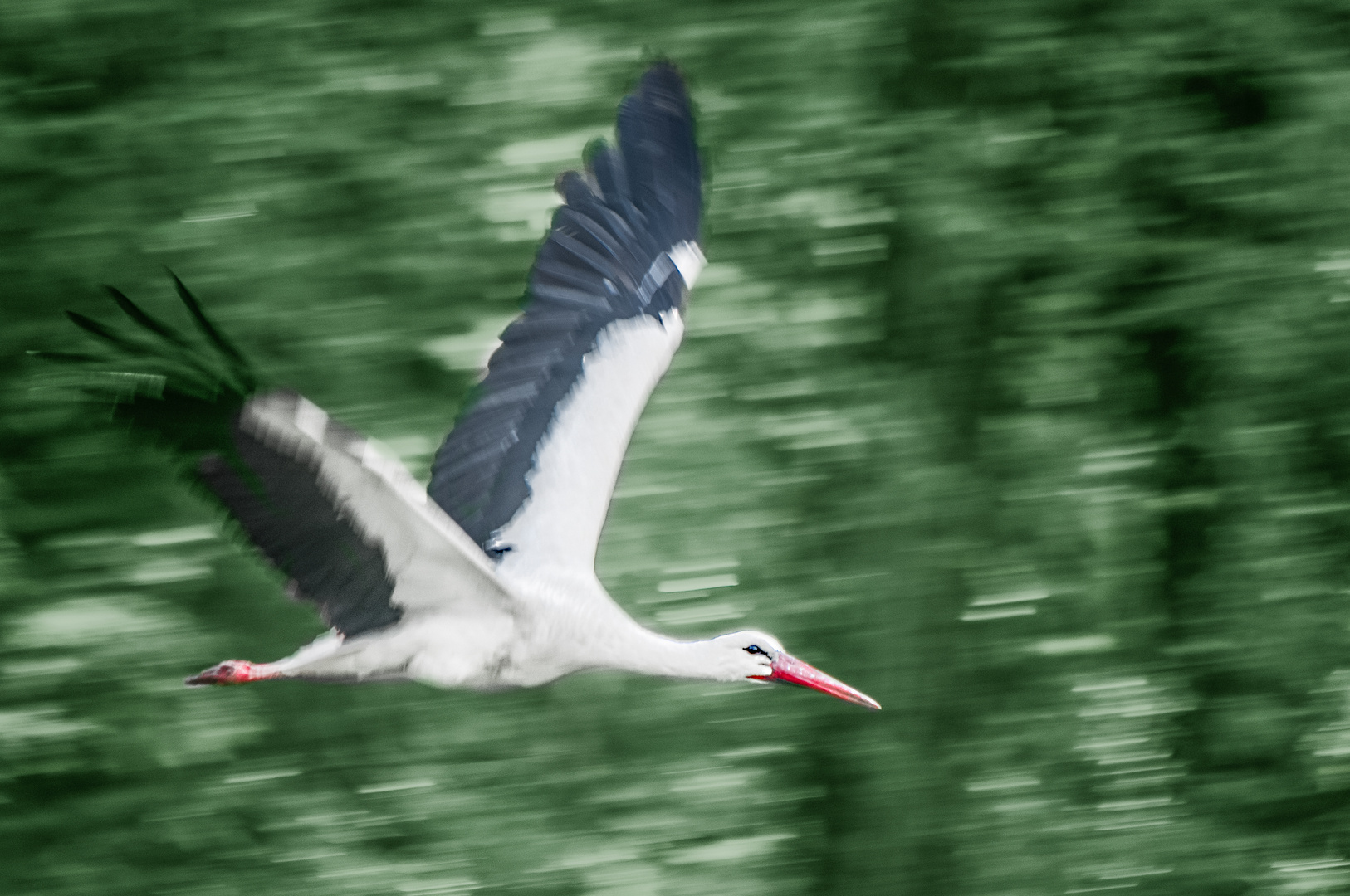 Storch im Flug