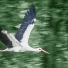 Storch im Flug