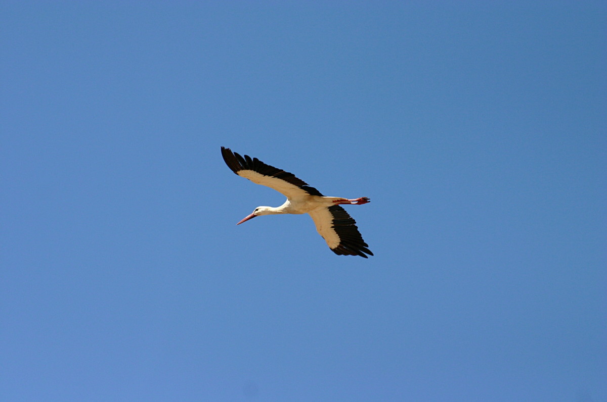 Storch im Flug