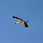 Storch im Flug