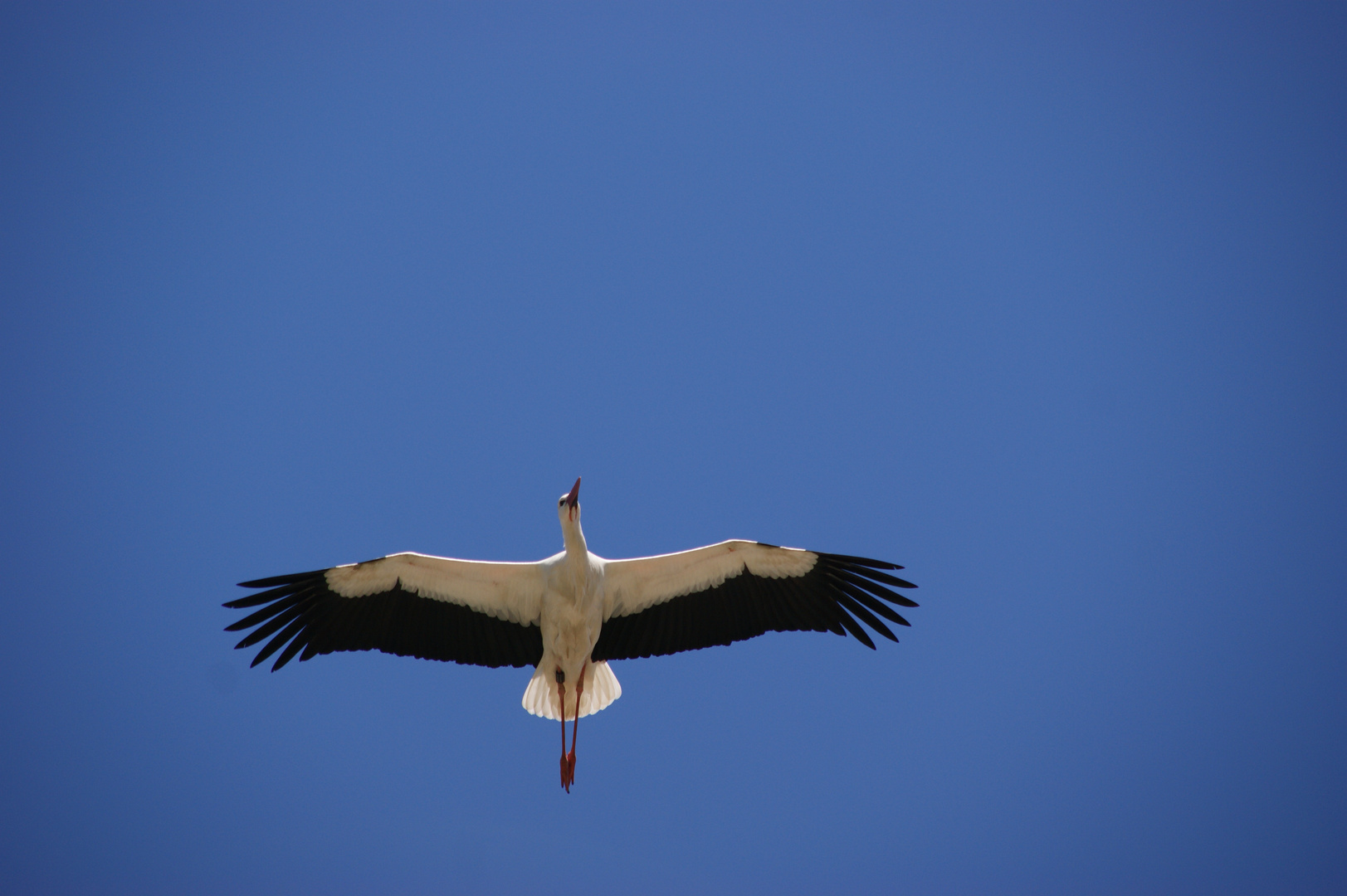 Storch im Flug