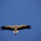 Storch im Flug