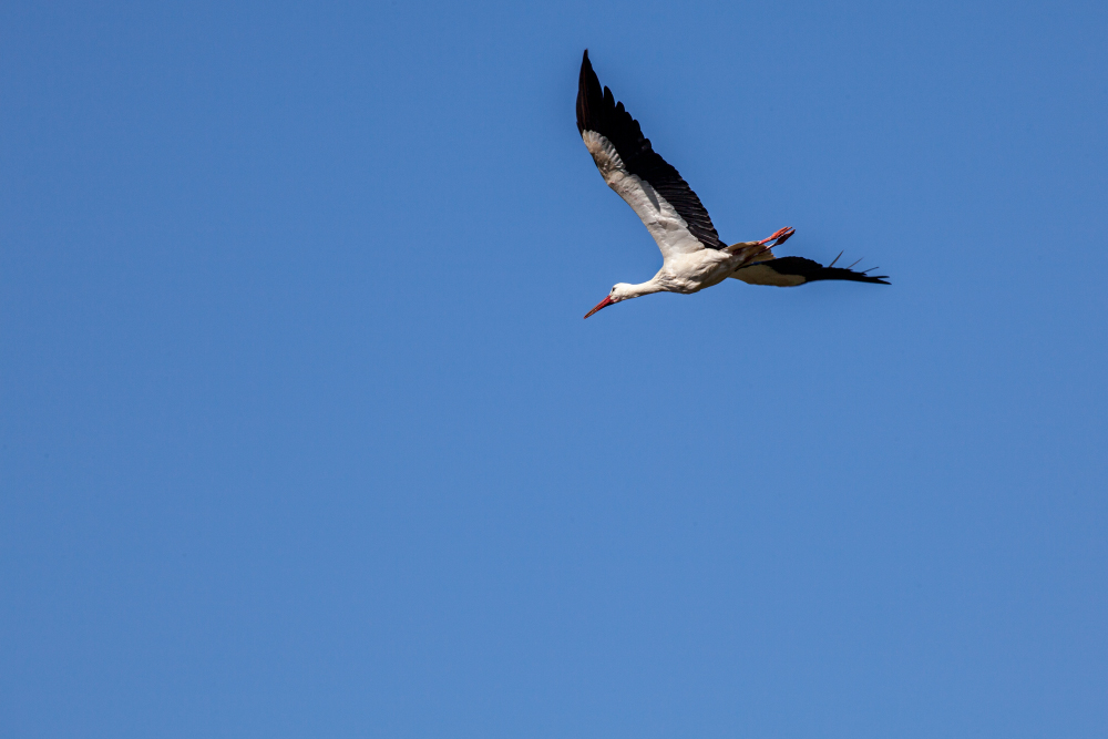 Storch im Flug