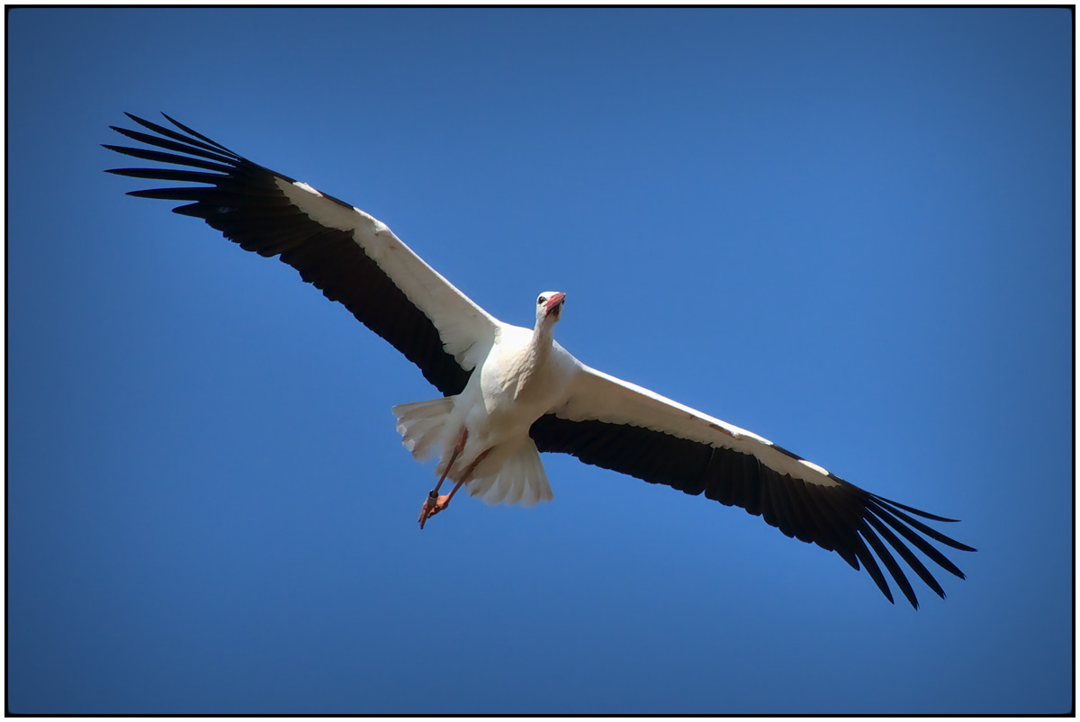 Storch im Flug