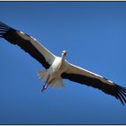 Storch im Flug