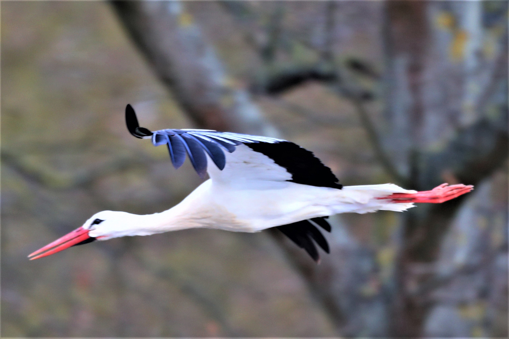 Storch im Flug