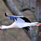 Storch im Flug