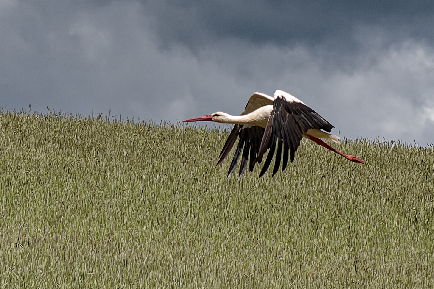 Storch im Flug