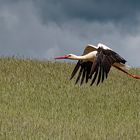 Storch im Flug