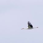 Storch im Flug-4712