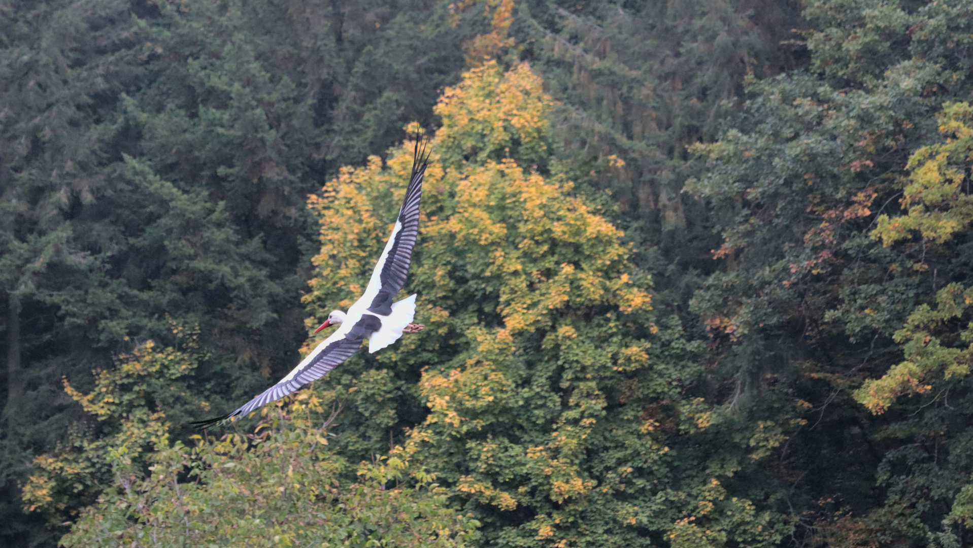 Storch im Flug