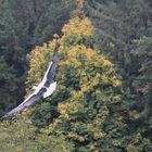 Storch im Flug