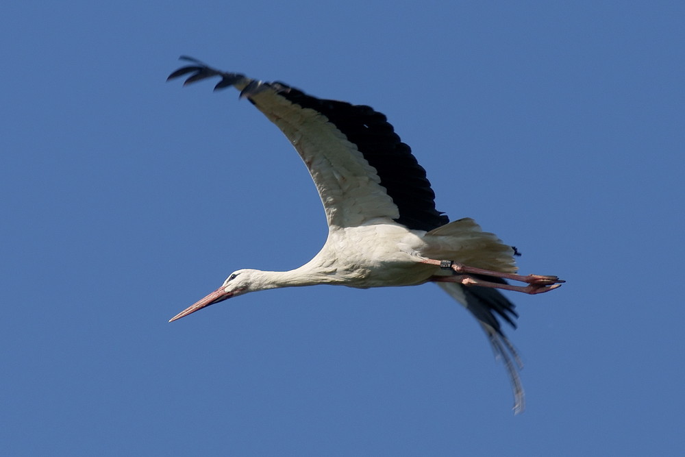 Storch im Flug