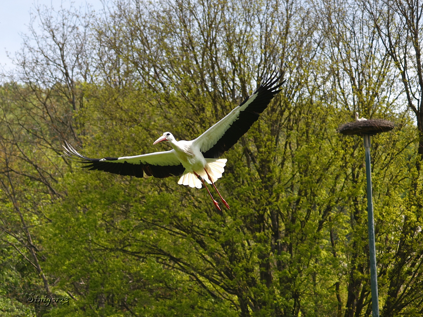 Storch im Flug