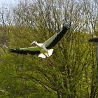 Storch im Flug