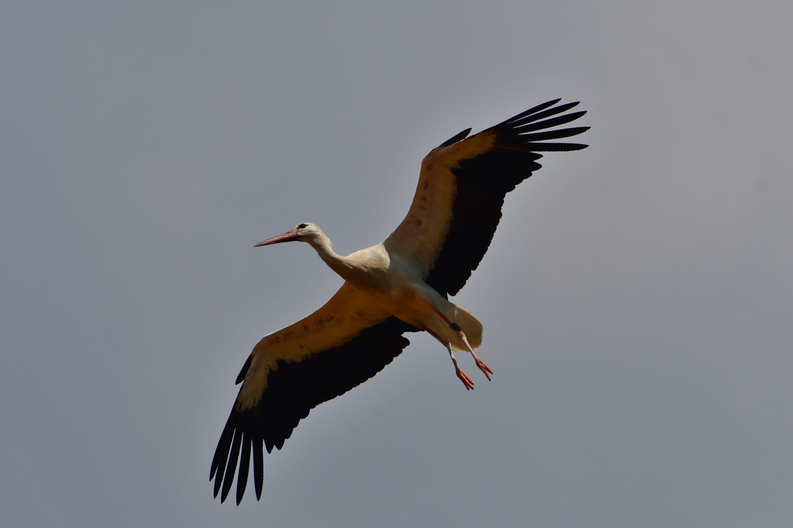 Storch im Flug