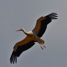 Storch im Flug