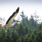 Storch im Flug