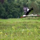 Storch im Flug 