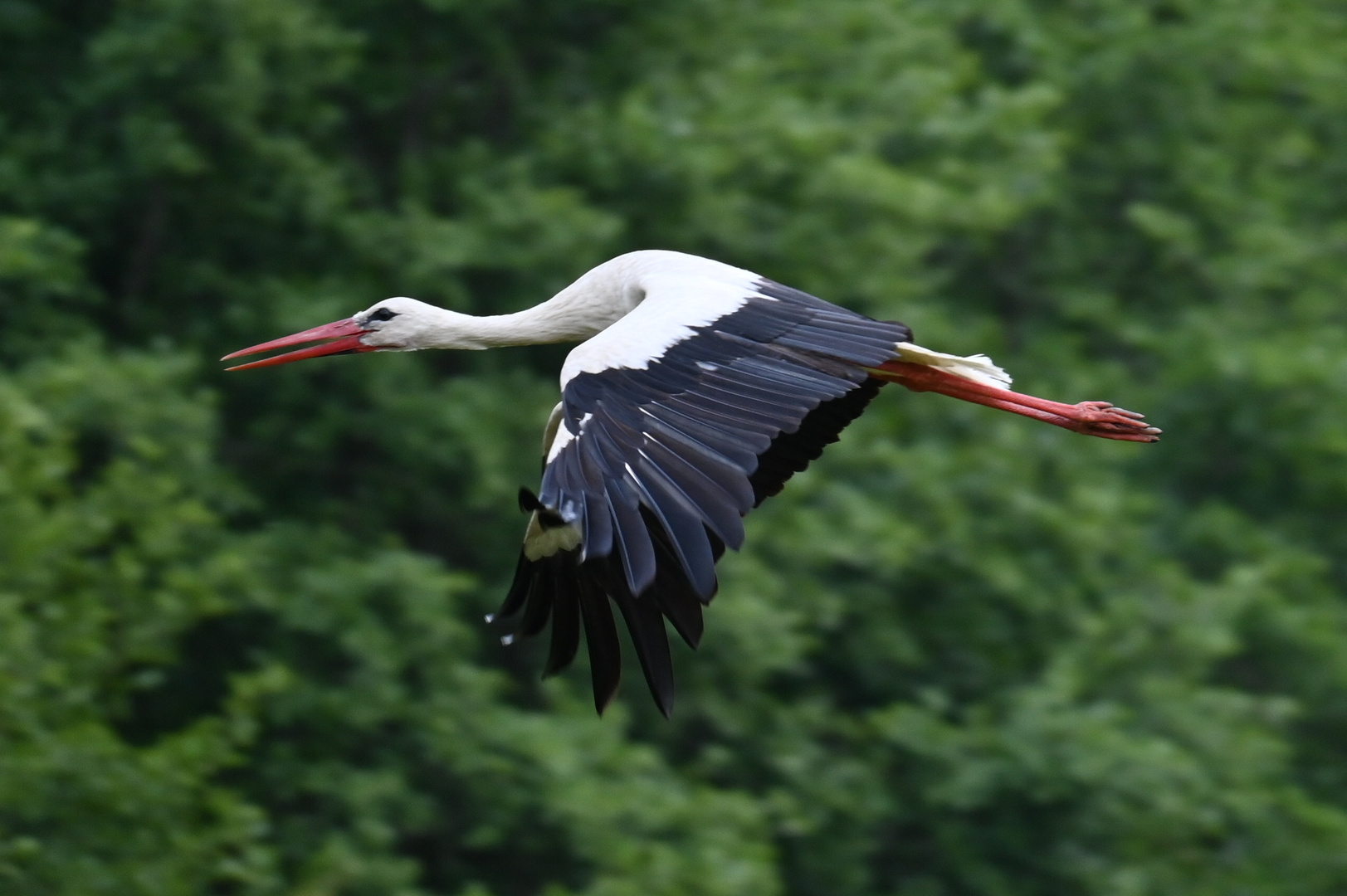 Storch im Flug