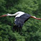 Storch im Flug