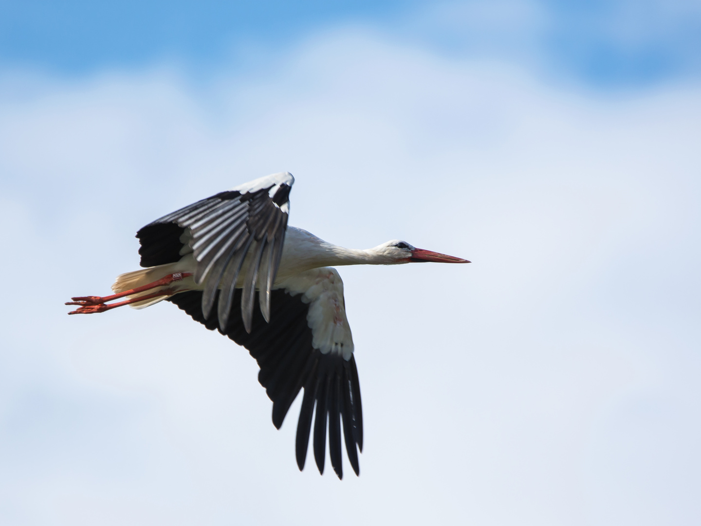 Storch im Flug