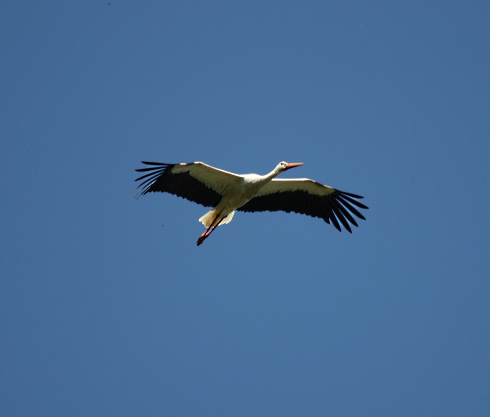 Storch im Flug