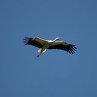 Storch im Flug