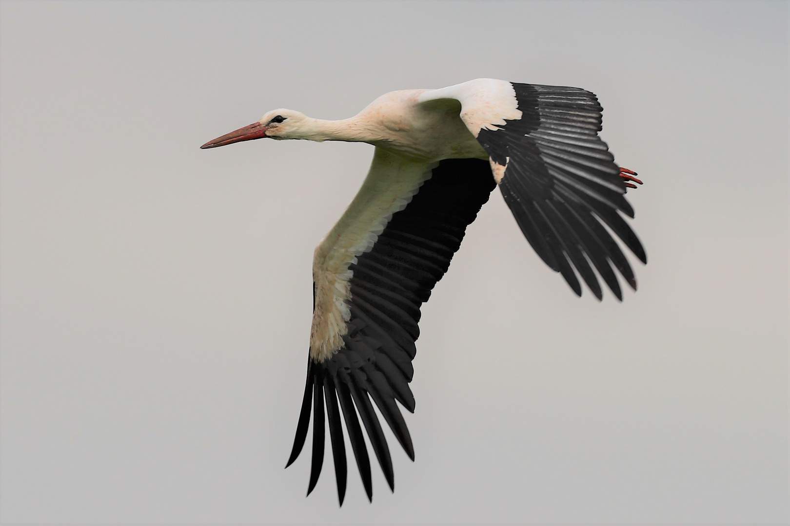 Storch im Flug