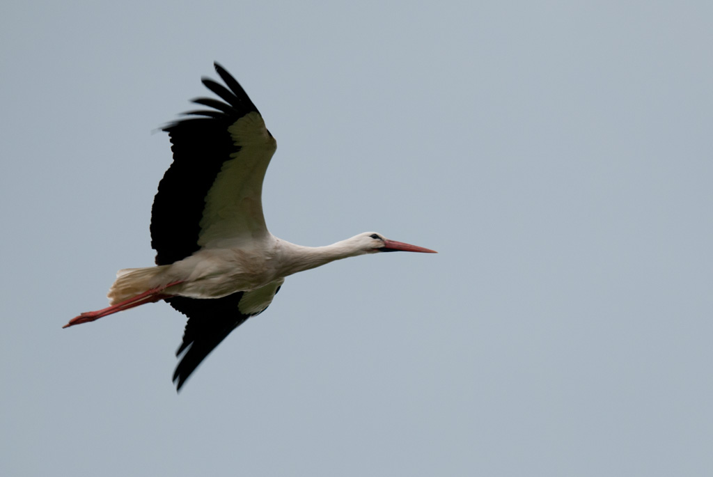 Storch im Flug