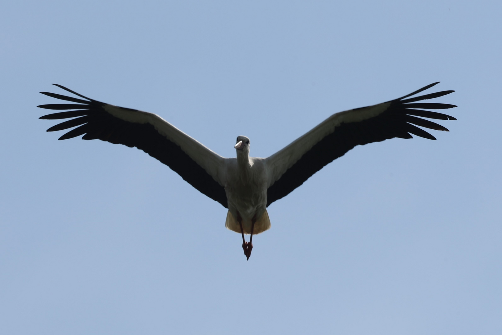 Storch im Flug