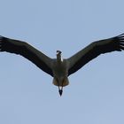 Storch im Flug