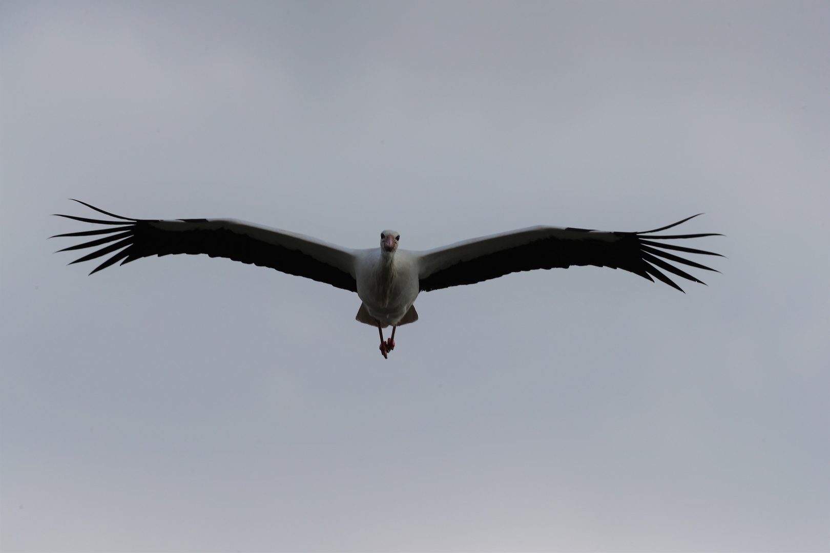 Storch im Flug