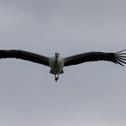 Storch im Flug